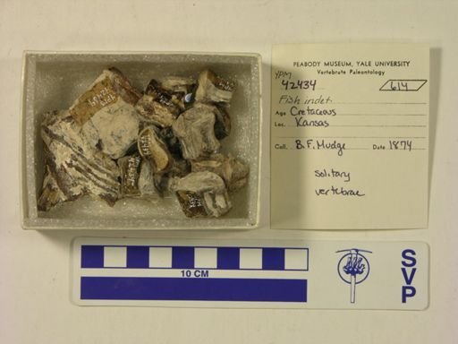 undet. Actinopterygii