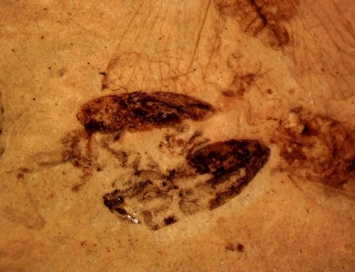 undet. Curculionidae