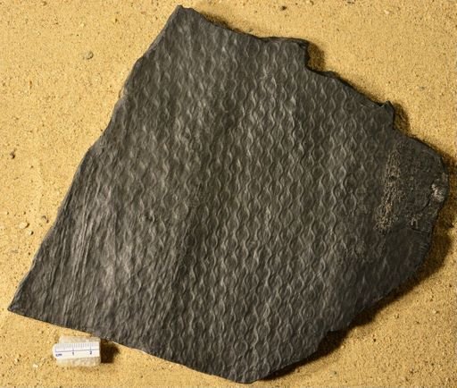 Lepidodendron