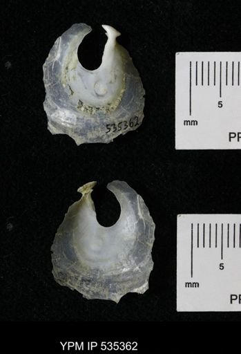 Anomia glabra