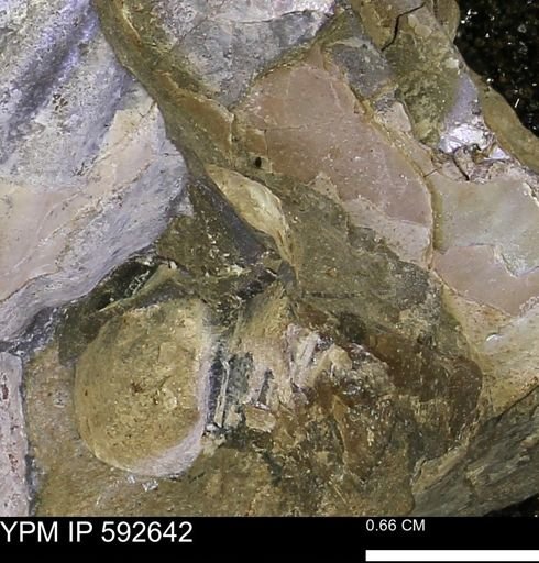 undet. Bivalvia