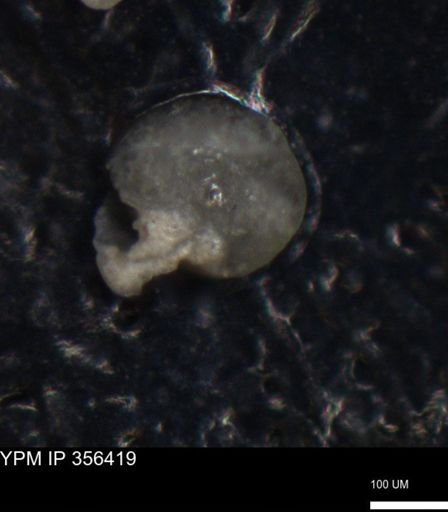 undet. Foraminiferida