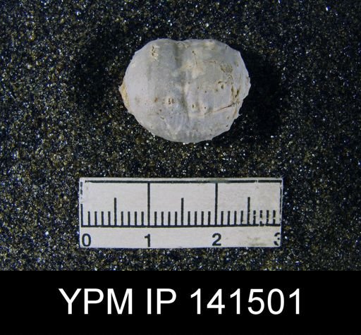 Marginifera typica