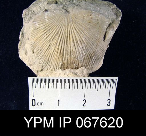 Strophonella punctulifera