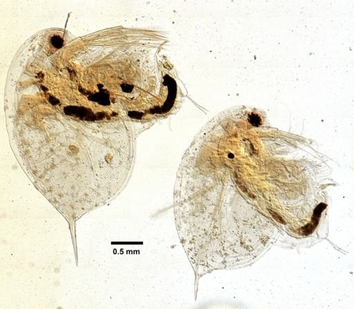 Daphnia