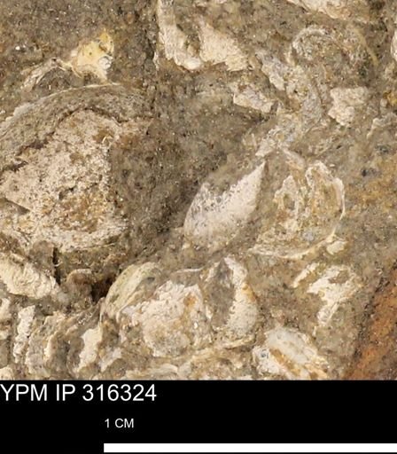 undet. Mollusca