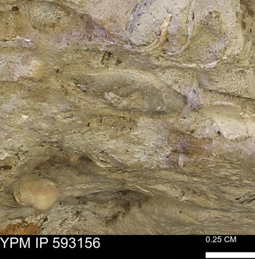 undet. Mollusca