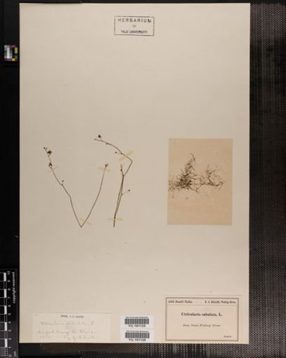 Plantae