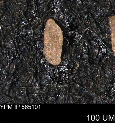 Verneuilina canadensis