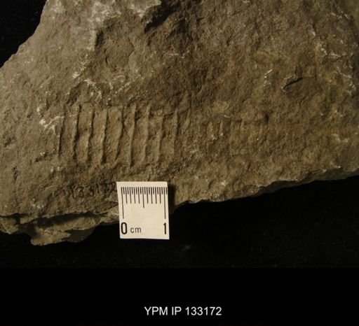 Orthoceras nuntium