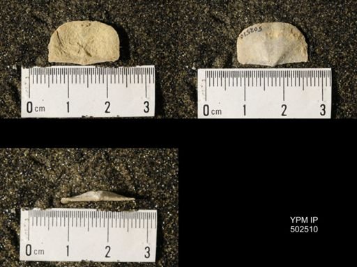 Chonetes granulifer