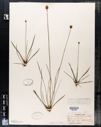 Xyris caroliniana