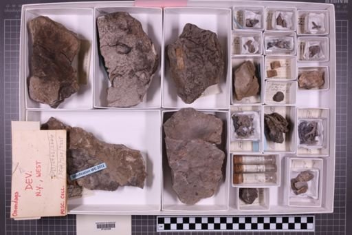 mixed taxa, stratigraphic collection