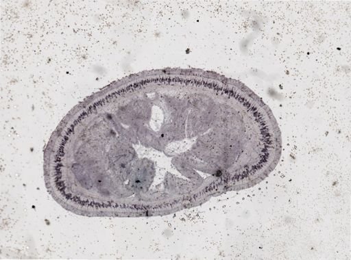 Lineus viridis