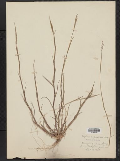 Triplasis purpurea