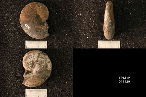 Hoploscaphites nicolletii