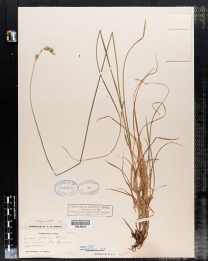 Carex argyrantha