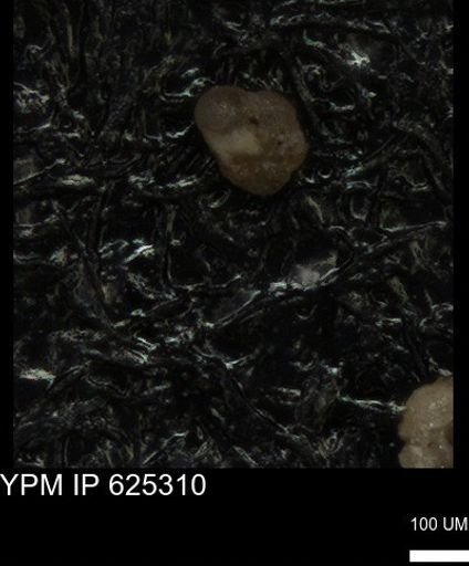 undet. Foraminiferida