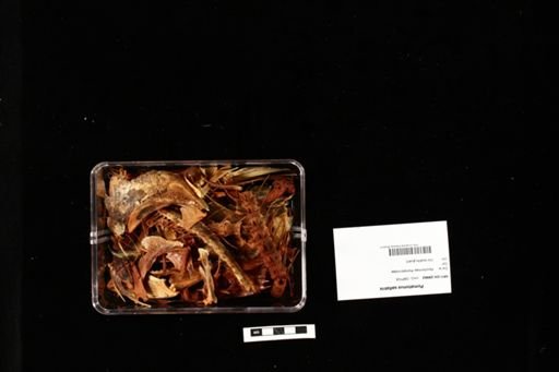 Pomatomus saltatrix