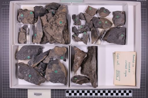 mixed taxa, stratigraphic collection