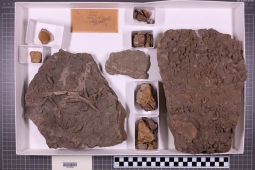 mixed taxa, stratigraphic collection