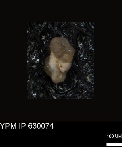 undet. Foraminiferida