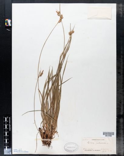 Carex pallescens