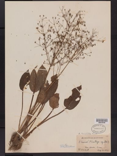 Alisma triviale