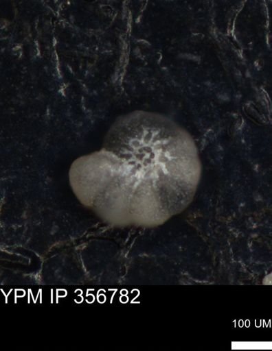 undet. Foraminiferida