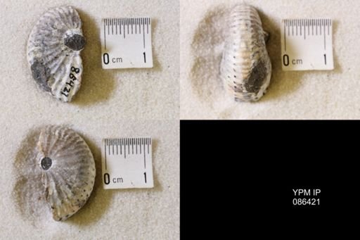 undet. Scaphitidae