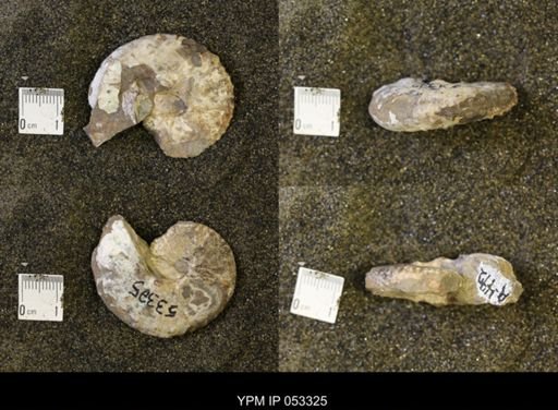 Discoscaphites conradi