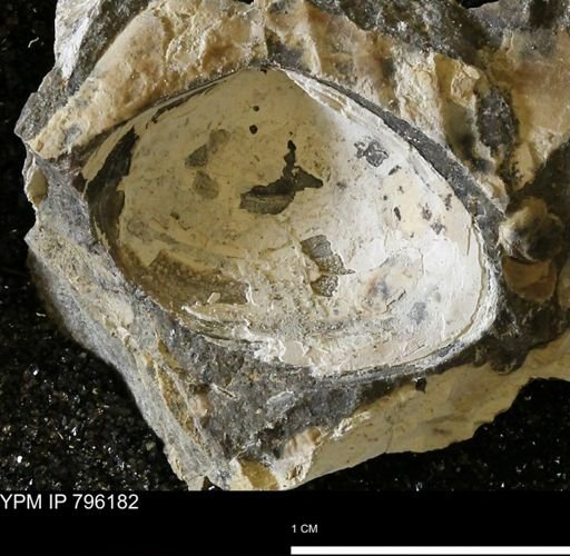 Spisula elliptica