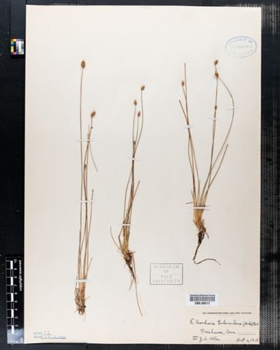 Eleocharis tuberculosa
