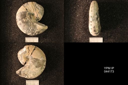 Hoploscaphites nicolletii