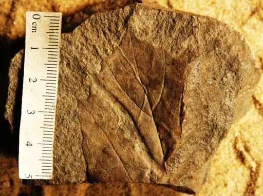 Populus nervosa