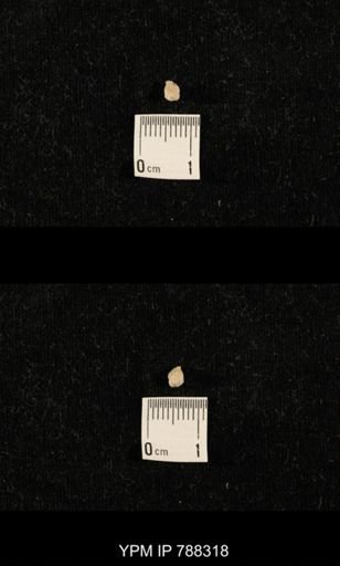 taxon undetermined