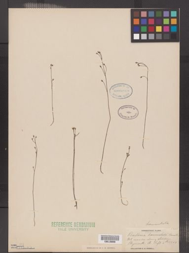 Bartonia paniculata