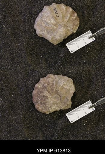 Neogastroplites sp.
