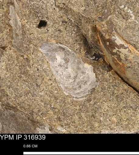 Phelopteria