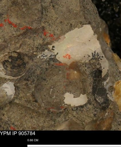 undet. Ammonoidea