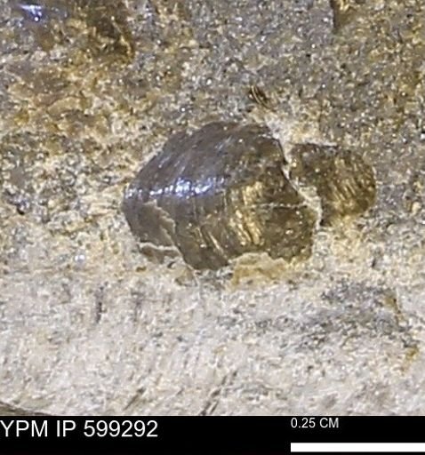 Protocardia subquadrata