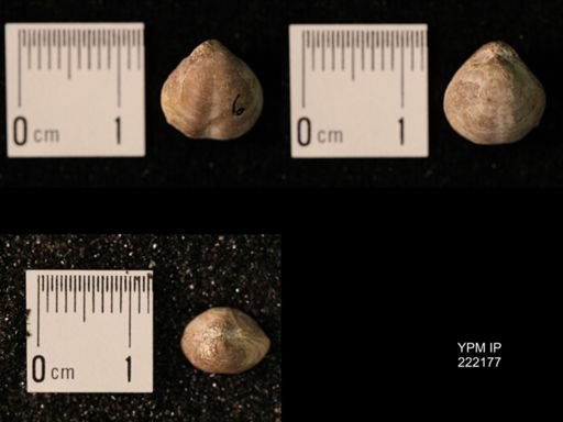 Composita lewisensis
