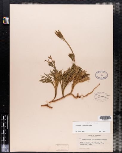 Lycopodium tristachyum