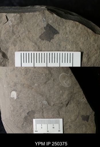 undet. Eurypterida