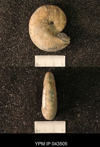 Hoploscaphites nicolletii