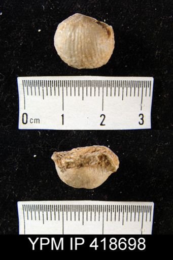 Marginifera?