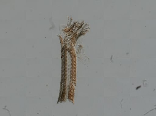 Elimia virginica
