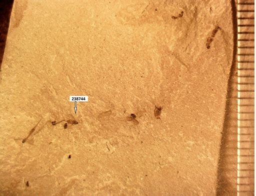 undet. Diptera