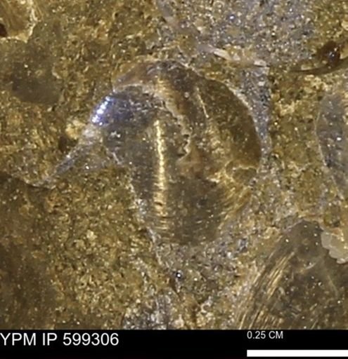 Protocardia subquadrata