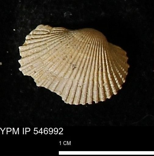 Scapharca transversa